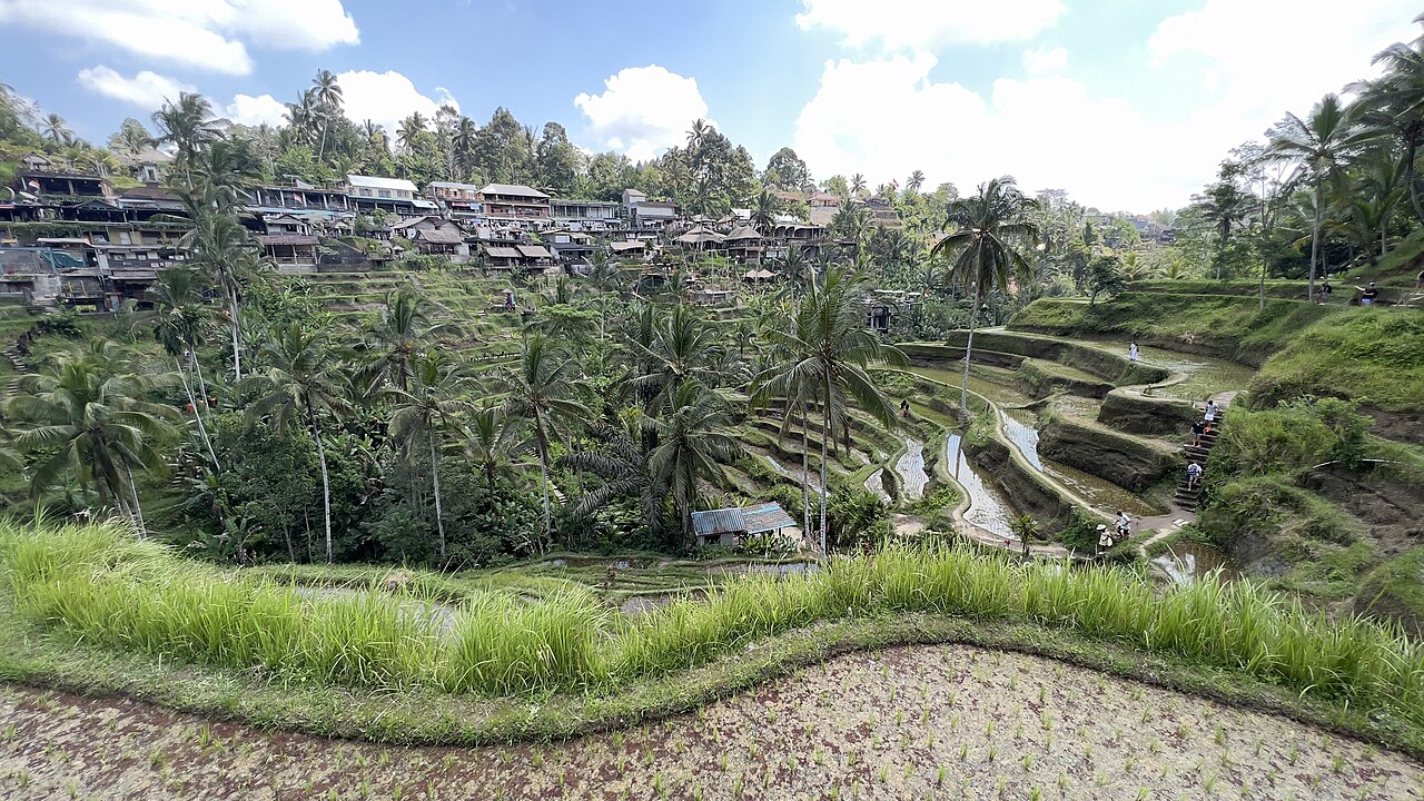 Tegallalang rice terraces SF0001.jpg